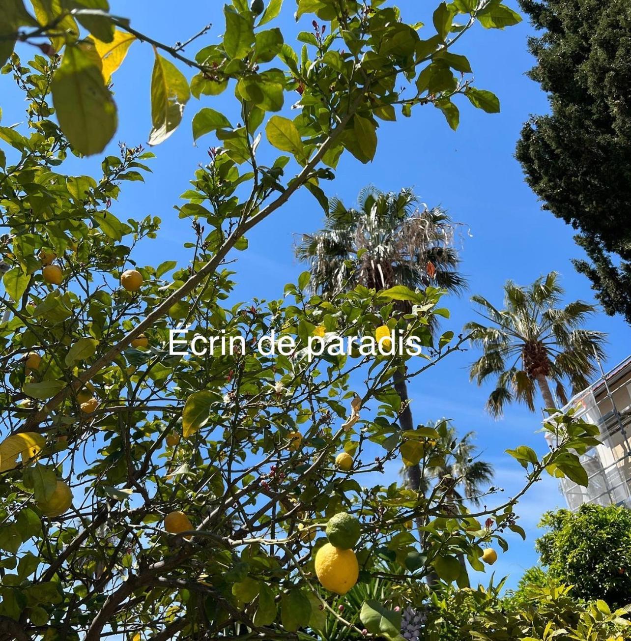 Casa Andrea Appartement Tout A Pied Avec Grand Jardin Sanary-sur-Mer Eksteriør billede